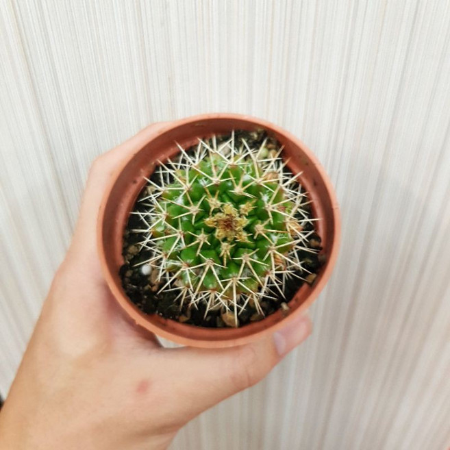 P老闆園藝 白金剛丸仙人掌, 1個, 1吋盆