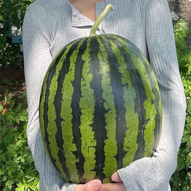 [반값행사50%] 산지직송 함안 고당도 햇 수박 5KG (1통), 1박스