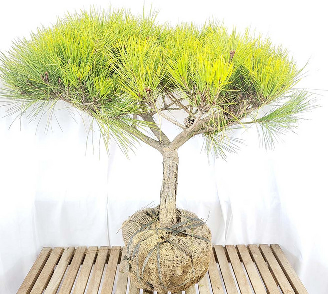 원형 반송 둥근 소나무 묘목 주택 정원 마당 화분 상록수 정원 조경 나무 키우기, 1개