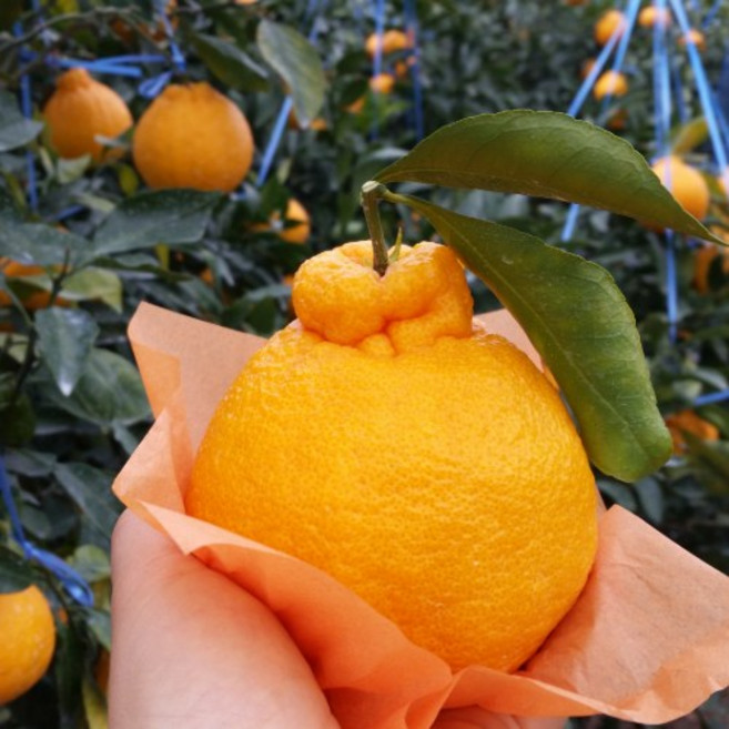 당도선별 로얄과 사이즈 제주 한라봉 가정용 선물세트, 1개, 가정용 한라봉 1.8kg