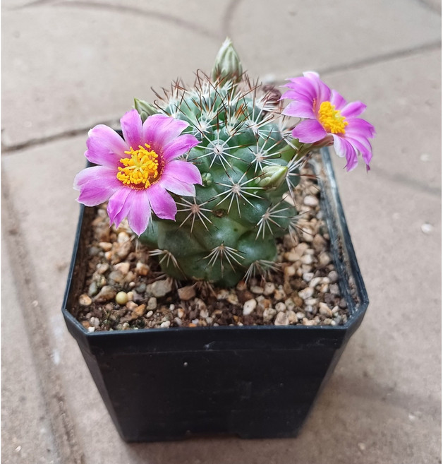 행복한꽃순이//봉래궁선인장(7.5cm분)/실생, 1개