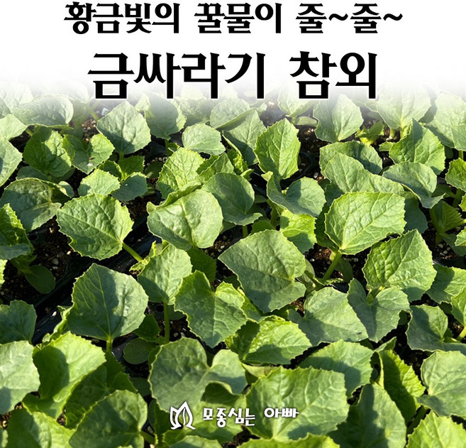 [모종심는아빠] 황금빛의 꿀물이 줄줄 금싸라기참외 모종, 모종3개, 1개
