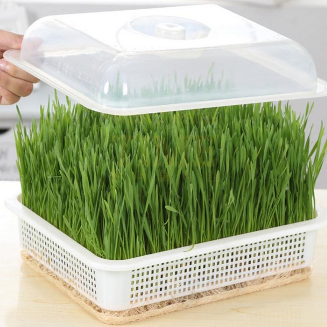 원더풀타임 새싹재배기 식물키우기 새싹키우기, 1개