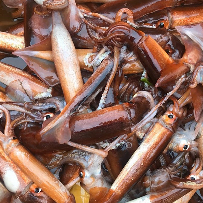 국내산 손질오징어 생물 경남 통영 산지직송 6-10미 1kg, 1