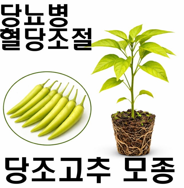 당뇨병 혈당 강하 당조고추 모종 묘종, 4개