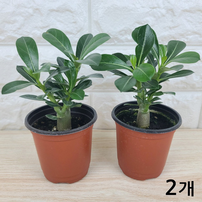 석화(소품) 미니바오밥나무 사막의장미, 2개