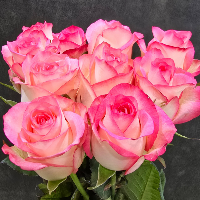 니꽃내꽃 주밀리아 장미 생화 꽃다발 10송이 5송이 꽃한단 선물 생화 도매 택배, 1개, T02 5송이 (반단)