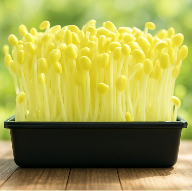 기찬드림 아삭아삭 국내산 콩나물 특품, 1개, 1kg