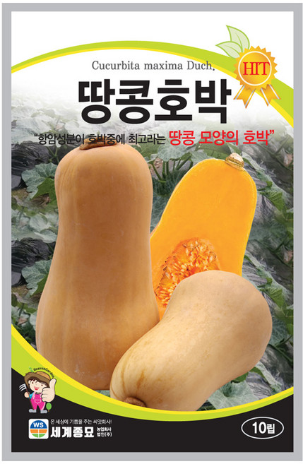 땅콩호박 10립 / 호박씨 호박씨앗 이색채소씨앗 과일채소씨앗, 1개