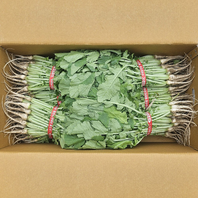 클릭마켓 국내산 열무 1단 단열무, 1개, 단열무 1kg