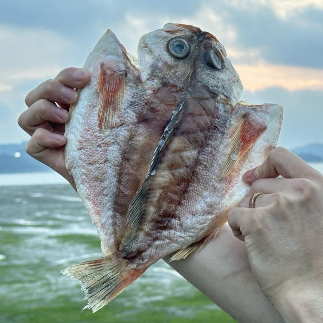 국산 저칼로리 고단백 생선 반건조 열기(일명 볼락), 1개, 3마리(중) (길이:24cm내외/중량:160g내외)