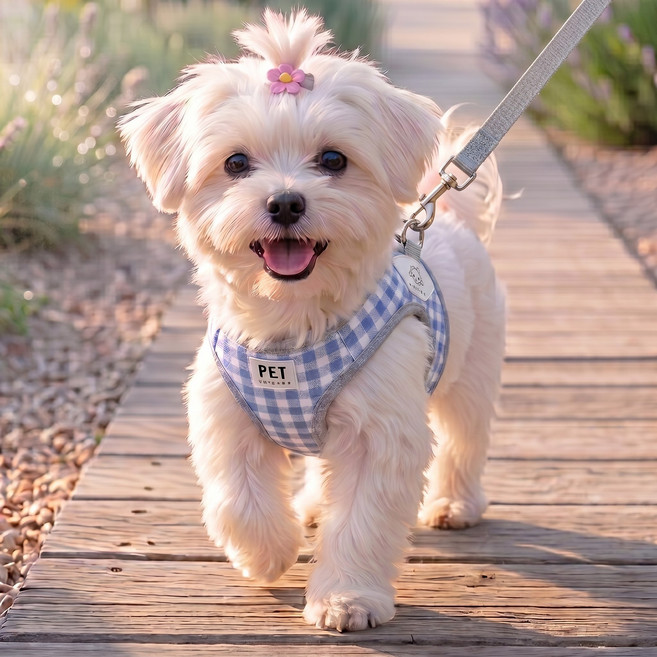 편안한 강아지 하네스 리드줄세트 체크 사이즈조절 H형 가슴줄, 1개, 블루