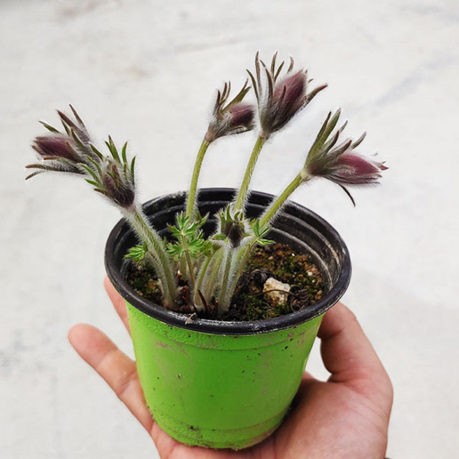 할미꽃 10센티 포트 야생화 화분 모종 조경수, 1개