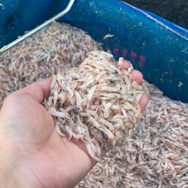 급냉 생새우 500g, 1개