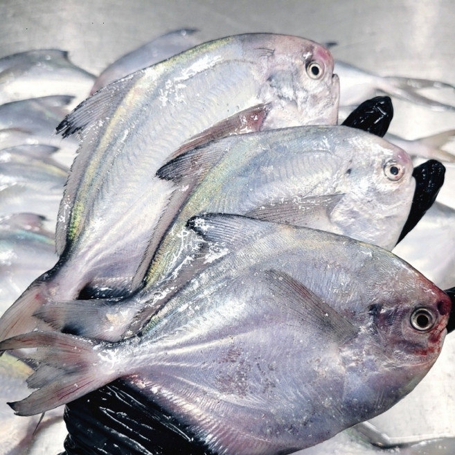 국산 병어 횟감 생물병어 손질병어 급냉 생물 참병어, 1개, 생물 병어 1kg(8-10미)