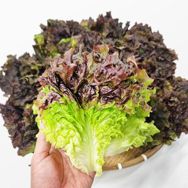 [사계절청년농부] 신선한 국내산 꽃상추 당일수확 농장 산지직송, 1박스, 1kg