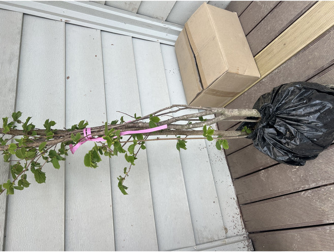 개암 헤이즐넛 나무 5년 결실주 분뜨기, 1개, 개암나무