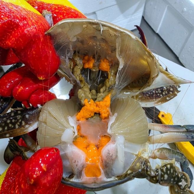 [산지직송] 국내산 당일조업 서해안 알배기 활 암꽃게, 1개, 대3kg (9~12미)