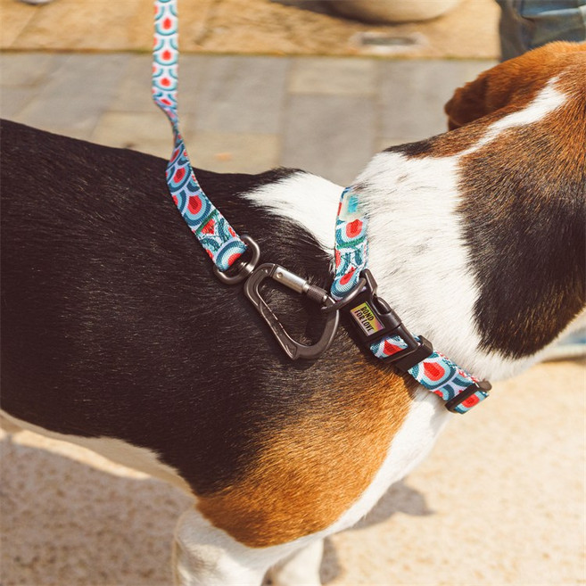 세련된 컬러풀한 개 목걸이와 가죽 끈 세트, 청색, 1개