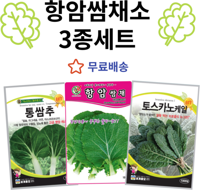 주주씨앗 항암 쌈채소 씨앗 3종세트 항암쌈채 로얄채 토스카노케일, 1개