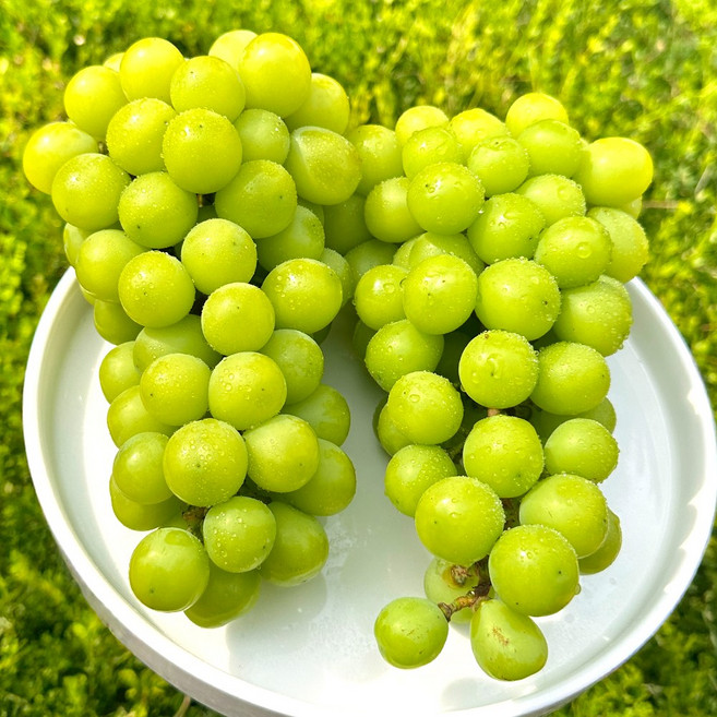 고당도 샤인머스켓 프리미엄 특, 1개, 2kg 5~6수