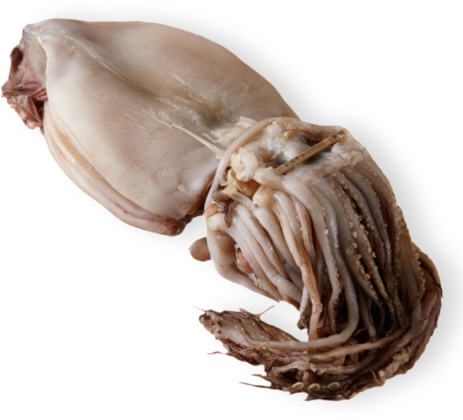 에스와이수산 구룡포 피데기 원양산 반건조오징어 5미, 1개, 5미 250G 내외