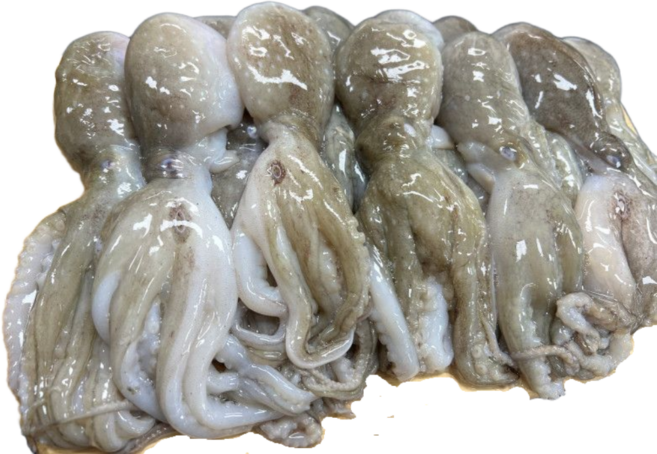 대왕사이즈 선동 활 주꾸미/쭈꾸미 1kg 7-10미내외 암수랜덤 냉동주꾸미, 1개