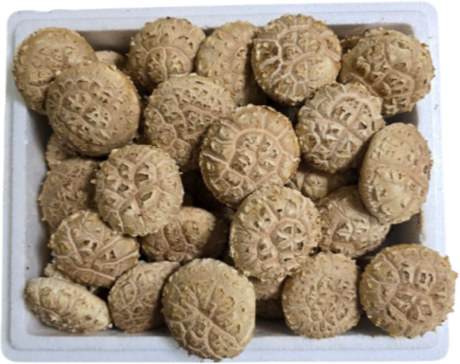 생화고버섯 유황버섯 국내산 무농약 특품 생 백화고 표고버섯 1kg 2kg, 생화고1kg, 1개