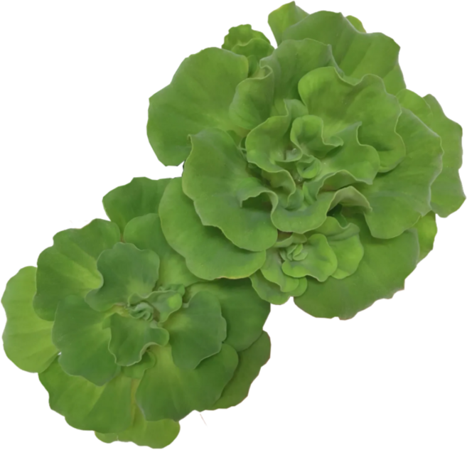 [수초명장] 목련 물배추 7뿌리 달팽이 이끼 없는 수초 구피 새우 물고기 은신처 어항 수초 잘 자라는 부상 수초 수생 식물, 1세트