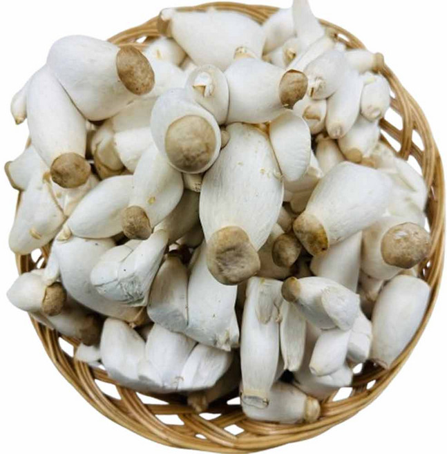 미니새송이 버섯 총알버섯 콩새송이 버섯 2kg, 1개, 콩새송이버섯 2kg