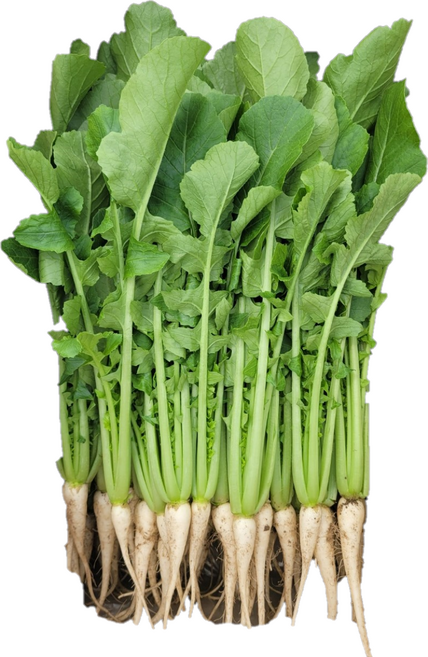 솔이네야채가게 직영 농장 열무, 1박스, 4KG