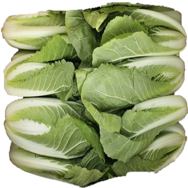 솔이네야채가게 직영 농장 얼갈이 배추 4KG, 1개