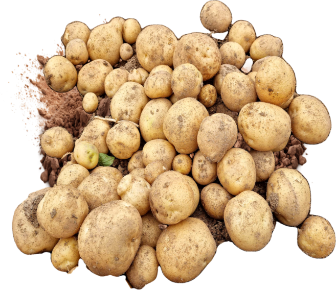 [자연바구니] 감자 행사 국내산 포슬포슬 타박감자 5kg, 1개, 특, 5kg 특