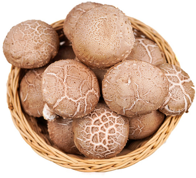 생표고버섯, 실속형 1kg, 1개