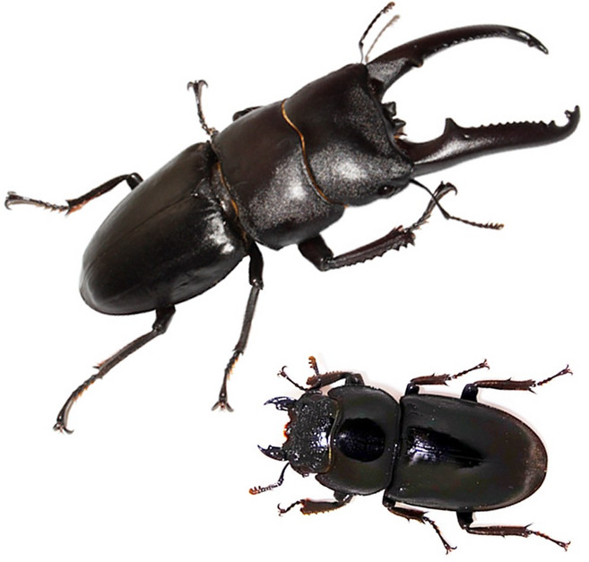 벅스앤미 넓적사슴벌레, 1.넓적사슴벌레 성충 대형 한쌍