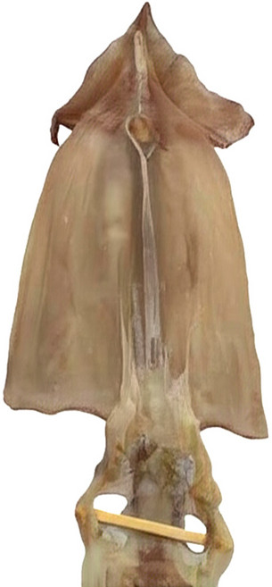 동해안 건조 오징어 원양산 한축 20마리700그램, 800g, 20개