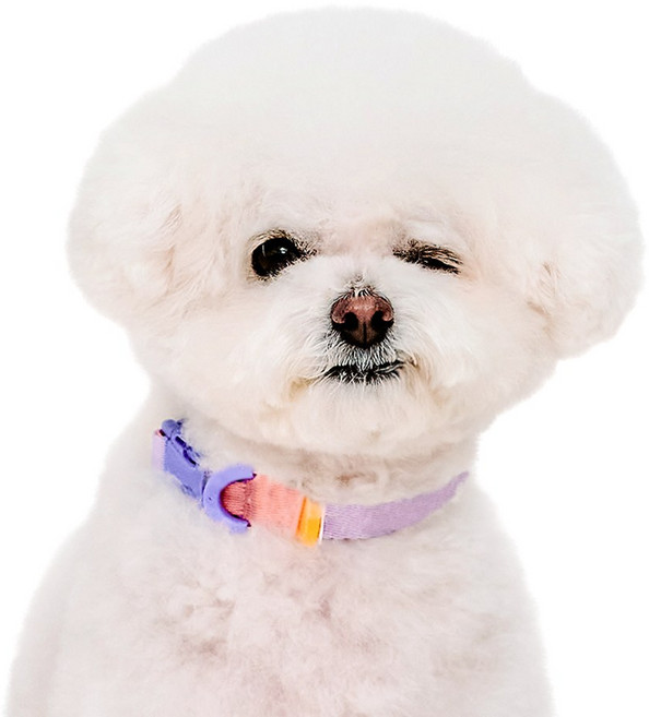 마이플러피 강아지 제로칼라 목줄, 퍼플, 1개