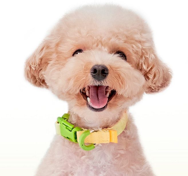 마이플러피 강아지 제로칼라 목줄, 라임, 1개