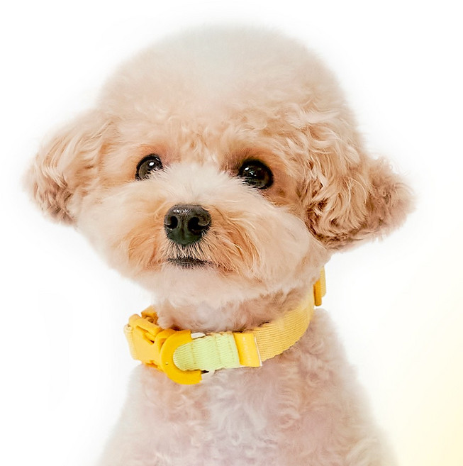 마이플러피 강아지 제로칼라 목줄, 옐로우, 1개