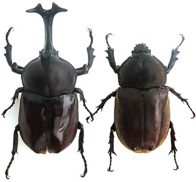 벅스앤미 대형 장수풍뎅이 성충 한쌍 ( 건강한 신생충 ), 1세트