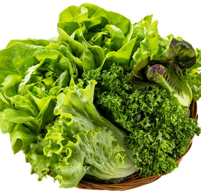 [GAP인증] 당일수확 유러피안 샐러드(4종), 1kg, 1개