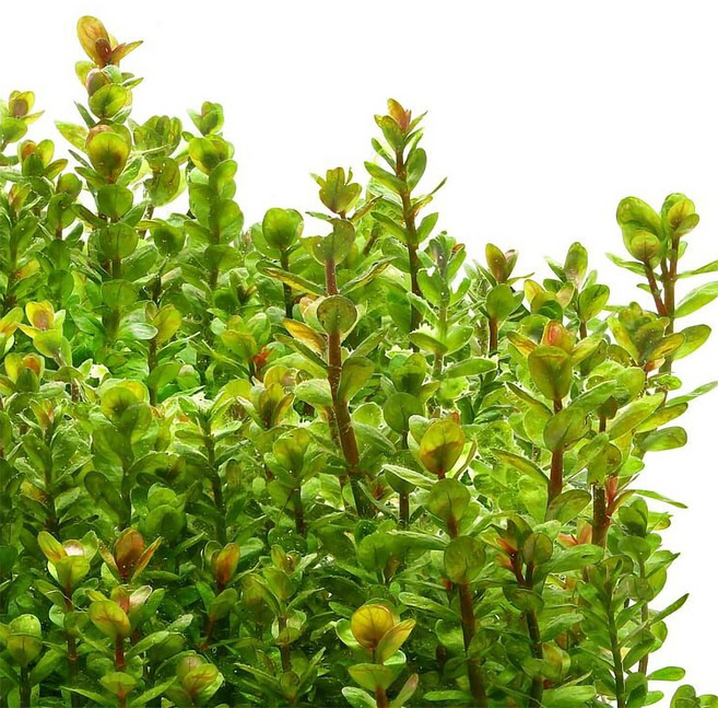 [착한수초] 동글동글 매력적인 아마니아 본사이 달팽이 없는 수초 초보수초 구피 새우 은신처 수초레이아웃 수초어항, 4개