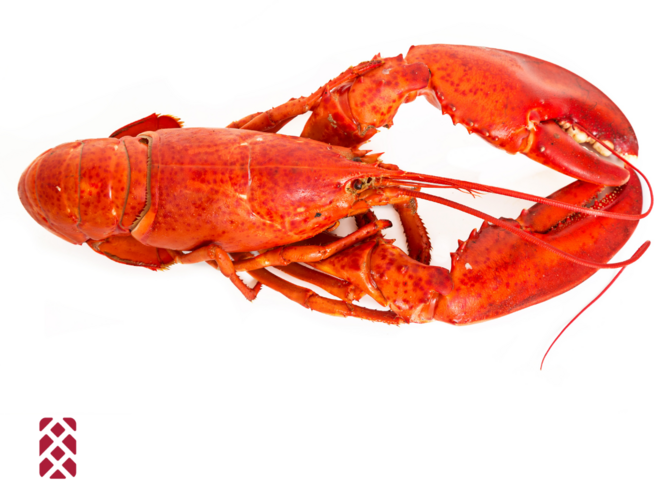 생생어시장 캐나다 자숙랍스터 3.6kg ( 4미)900-1000g 바다가재 홈파티, 1개