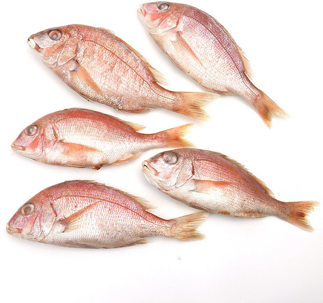 자갈치닷컴 냉동도미 도미, 1개, 28~31cm전후 5마리