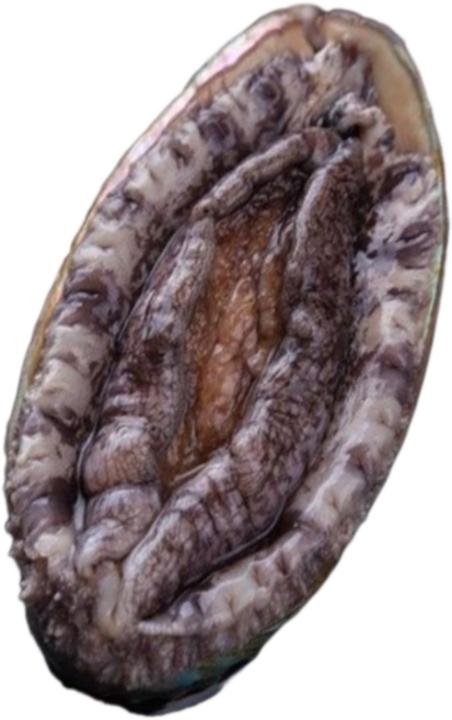 친절한이서방 왕특대 활전복 완도 전복 직거래, 1박스, (중) 12-13미 500g