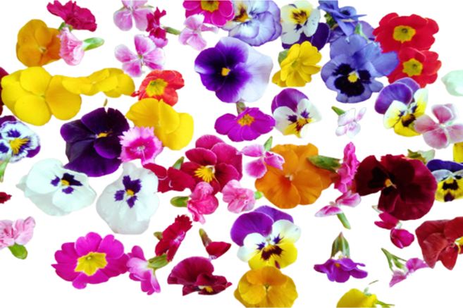 식용꽃 30송이 혼합, 합포장/포장용기 줄이고 꽃으로 더주세요!, 1세트