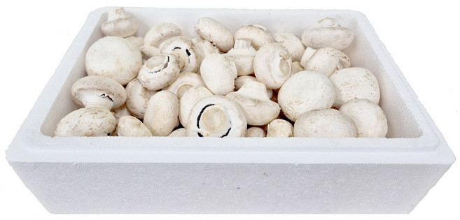 양송이버섯 요리용 가성비 알뜰형 대용량 식자재 농장직접운영, 1박스, 2kg