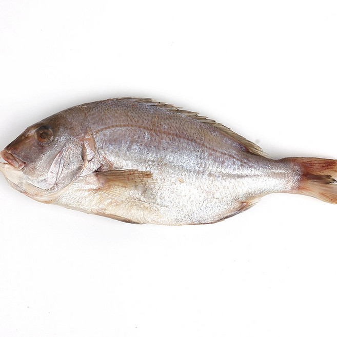 반건조 도미 손질생선 제수용생선, 1개, 35~37cm