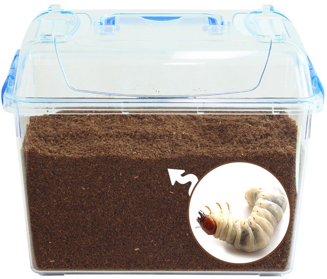 벅스앤미 사슴벌레 애벌레기르기세트 ( 한마리포함 애벌레 관찰학습 ), 1개