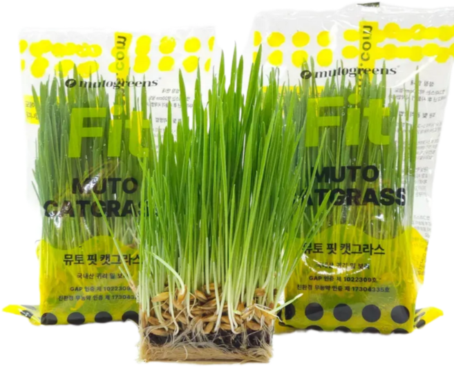 뮤토 핏 캣그라스 5P, 5개, 70g, 귀리보리